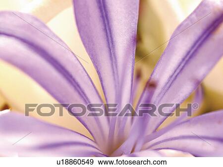 beautiful, beauty, blooming View Large Photo Image Stock Photo - beautiful, beauty, blooming. Fotosearch