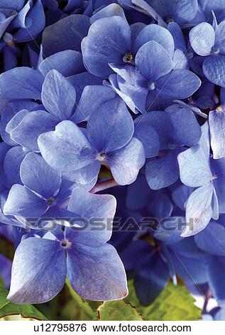 beautiful, beauty, blooming View Large Photo Image Stock Photograph - beautiful, beauty, blooming. Fotosearch