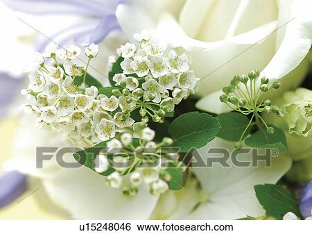Stock Photograph - beautiful, beauty, blooming. Fotosearch