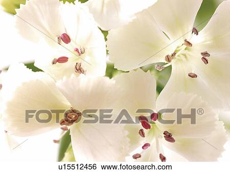 beautiful, beauty, blooming View Large Photo Image Stock Photograph - beautiful, beauty, blooming. Fotosearch