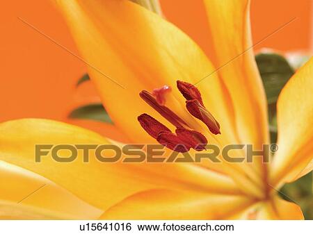 beautiful, beauty, blooming View Large Photo Image Stock Photograph - beautiful, beauty, blooming. Fotosearch