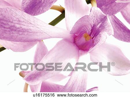 Stock Photograph - beautiful, beauty, blooming. Fotosearch