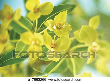 beautiful, beauty, blooming View Large Photo Image Stock Photograph - beautiful, beauty, blooming. Fotosearch