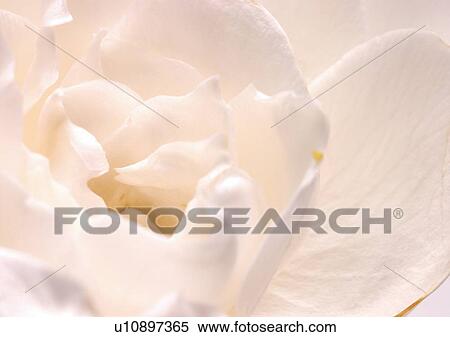Stock Photography - beautiful, beauty, blooming. Fotosearch