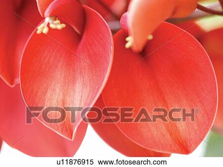 Stock Photography - beautiful, beauty, blooming. Fotosearch