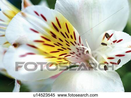 Stock Photography - beautiful, beauty, blooming. Fotosearch