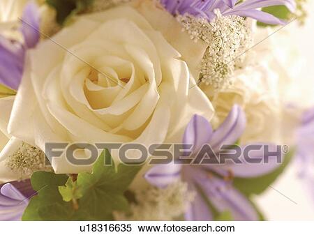beautiful, beauty, blooming View Large Photo Image Stock Photography - beautiful, beauty, blooming. Fotosearch
