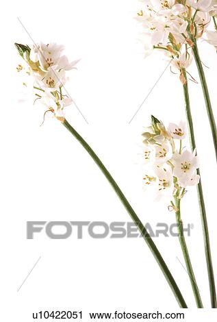 Stock Image - Bud, Fragility, Green, Indoor. Fotosearch