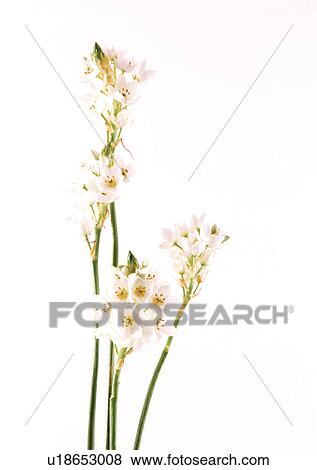 Stock Photo - Bud, Fragility, Green, Indoor. Fotosearch