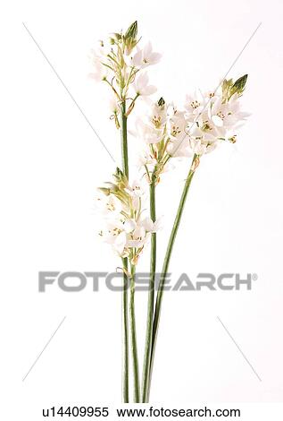 Stock Photography - Bud, Fragility, Green, Indoor. Fotosearch