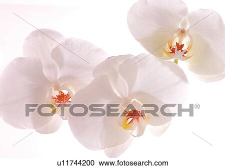 Stock Image - Close-Up, Flowers, White, White Background. Fotosearch