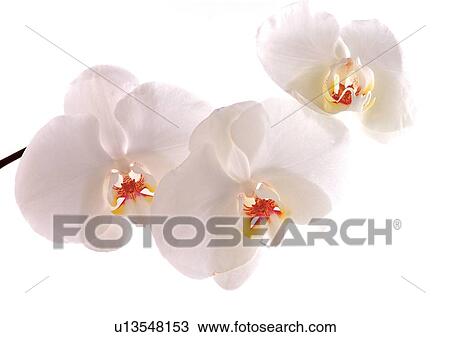 Stock Image - Close-Up, Flowers, White, White Background. Fotosearch