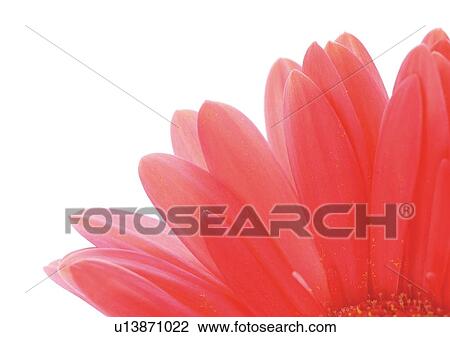 Daisy Flower, Gerbera Daisy, Vibrant Color, White Background, Close-Up View Large Photo Image Stock Image - Daisy Flower, Gerbera Daisy, Vibrant Color, White Background, Close-Up. Fotosearch