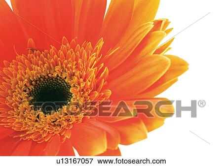 Daisy Flower, Gerbera Daisy, Vibrant Color, White Background, Close-Up View Large Photo Image Stock Photo - Daisy Flower, Gerbera Daisy, Vibrant Color, White Background, Close-Up. Fotosearch