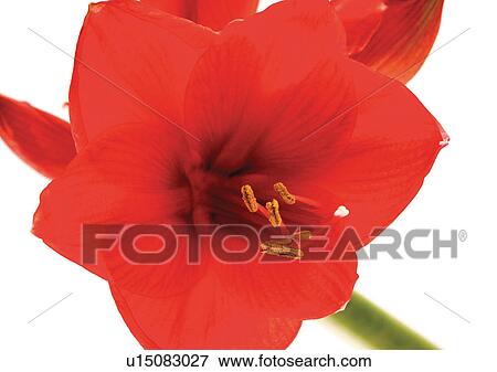 Flower, Flower Head, High Section, Open, Red, Single Flower, One Object View Large Photo Image Stock Photo - Flower, Flower Head, High Section, Open, Red, Single Flower, One Object. Fotosearch