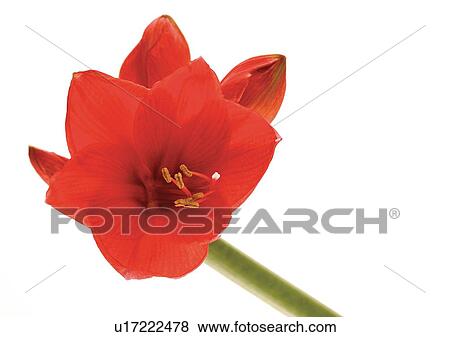 Stock Photo - Flower, Flower Head, High Section, Open, Red, Single Flower. Fotosearch
