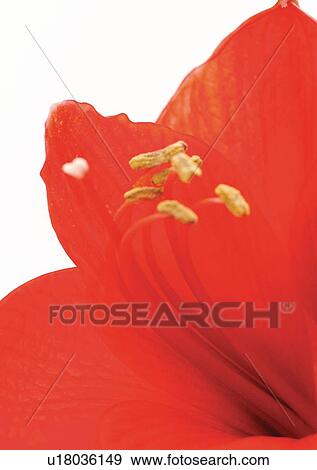Flower, Flower Head, High Section, Open, Red, Single Flower, One Object View Large Photo Image Stock Photo - Flower, Flower Head, High Section, Open, Red, Single Flower, One Object. Fotosearch