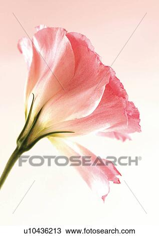 Flower, Flower Head, Open, Petal, Plant, Single Flower, One Object View Large Photo Image Stock Image - Flower, Flower Head, Open, Petal, Plant, Single Flower, One Object. Fotosearch
