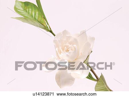 Flower, Flower Head, Open, Petal, Single Flower, One Object, Stem View Large Photo Image Stock Image - Flower, Flower Head, Open, Petal, Single Flower, One Object, Stem. Fotosearch