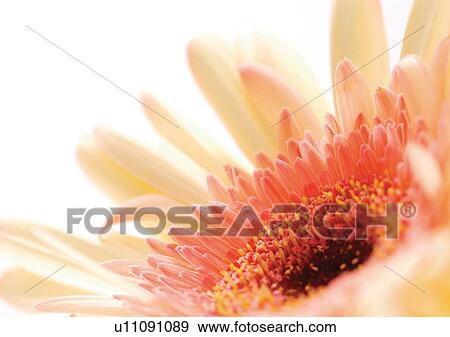 Flower, Flower Head, Open, Petal, Plant, Single Flower, One Object View Large Photo Image Stock Photo - Flower, Flower Head, Open, Petal, Plant, Single Flower, One Object. Fotosearch