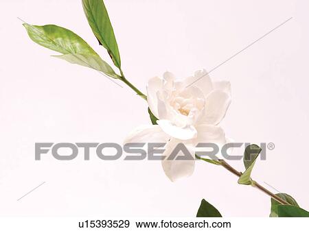 Stock Photo - Flower, Flower Head, Open, Petal, Single Flower, One Object, Stem. Fotosearch