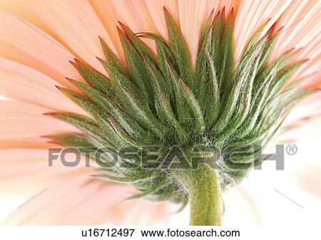 Stock Photo - Flower, Flower Head, Open, Petal, Plant, Single Flower, One Object. Fotosearch