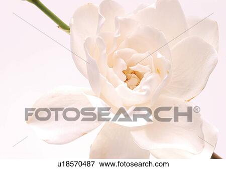 Flower, Flower Head, Open, Petal, Plant, Single Flower, One Object View Large Photo Image Stock Photo - Flower, Flower Head, Open, Petal, Plant, Single Flower, One Object. Fotosearch