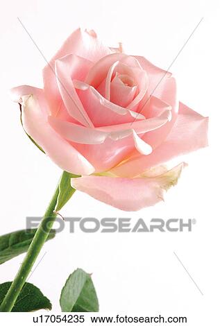 Stock Photography - Flower, Flower Head, Open, Petal, Plant, Single Flower, One Object. Fotosearch