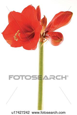 Stock Image - Flower, Flower Head, Open, Red, Single Flower, Close-Up. Fotosearch