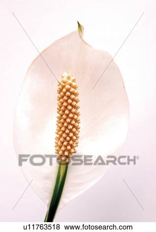 Flower Head, Mauna Loa, Petal, Plant, Single Flower, White View Large Photo Image Stock Photo - Flower Head, Mauna Loa, Petal, Plant, Single Flower, White. Fotosearch