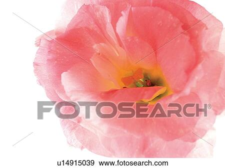 Flower Head, Open, Petal, Single Flower, One Object, White Background View Large Photo Image Stock Photo - Flower Head, Open, Petal, Single Flower, One Object, White Background. Fotosearch