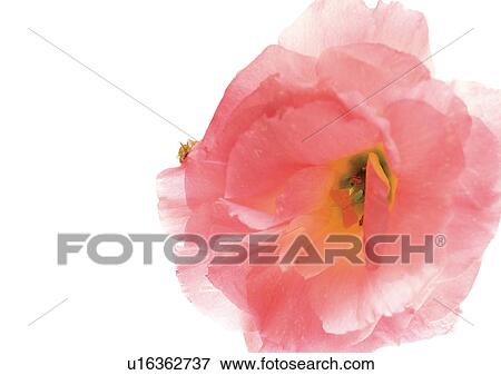 Flower Head, Open, Petal, Single Flower, One Object, White Background View Large Photo Image Stock Photo - Flower Head, Open, Petal, Single Flower, One Object, White Background. Fotosearch