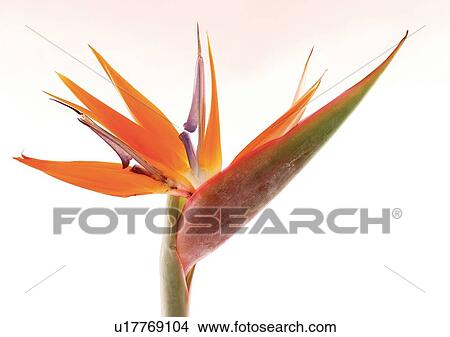 Flower, Single Flower, One Object View Large Photo Image Picture - Flower, Single Flower, One Object. Fotosearch