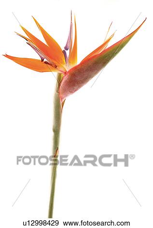 Stock Photo - Flower, Single Flower, One Object. Fotosearch