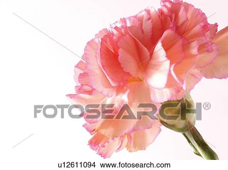 Picture - Flower, Spring, Tulip, Flower Head, Open, Petal, Single Flower. Fotosearch