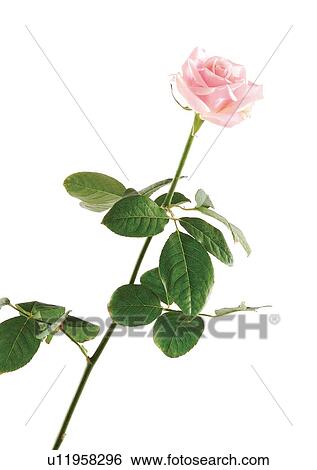 Flowers, Spring, Open, Petal, Single Flower, One Object View Large Photo Image Stock Photograph - Flowers, Spring, Open, Petal, Single Flower, One Object. Fotosearch