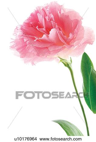 Flowers, Spring, Tulip, Flower Head, Open, Petal, Single Flower View Large Photo Image Picture - Flowers, Spring, Tulip, Flower Head, Open, Petal, Single Flower. Fotosearch
