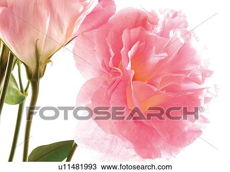 Stock Image - Flowers, Spring, Tulip, Flower Head, Open, Petal. Fotosearch