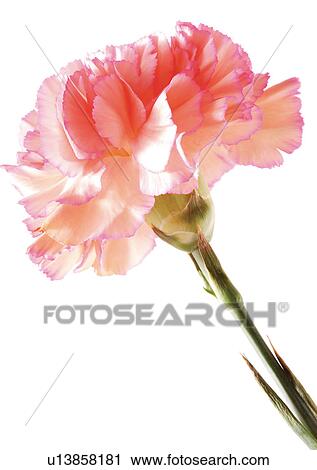 Flowers, Spring, Tulip, Flower Head, Open, Petal, Single Flower View Large Photo Image Stock Image - Flowers, Spring, Tulip, Flower Head, Open, Petal, Single Flower. Fotosearch
