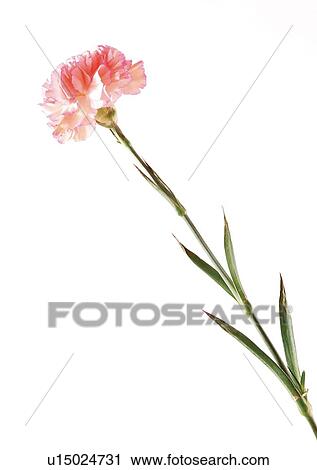 Flowers, Spring, Tulip, Flower Head, Open, Petal, Single Flower View Large Photo Image Stock Image - Flowers, Spring, Tulip, Flower Head, Open, Petal, Single Flower. Fotosearch