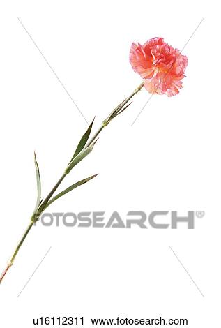 Flowers, Spring, Tulip, Flower Head, Open, Petal, Single Flower View Large Photo Image Stock Image - Flowers, Spring, Tulip, Flower Head, Open, Petal, Single Flower. Fotosearch
