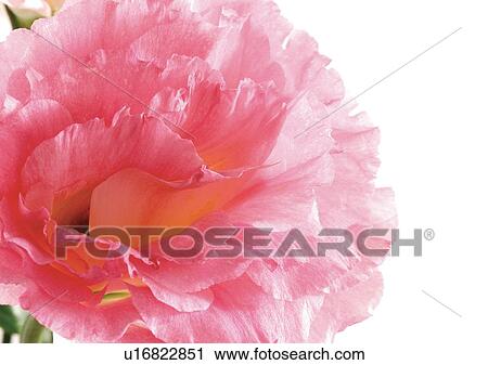 Stock Image - Flowers, Spring, Tulip, Flower Head, Open, Petal, Single Flower. Fotosearch