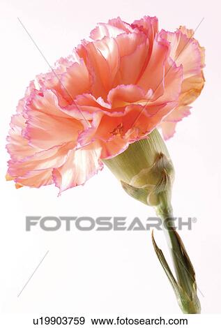 Stock Photo - Flowers, Spring, Tulip, Flower Head, Open, Petal, Single Flower. Fotosearch