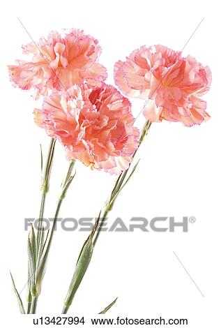 Picture - Flowers, Spring, Tulip, Open, Petal, White Background. Fotosearch