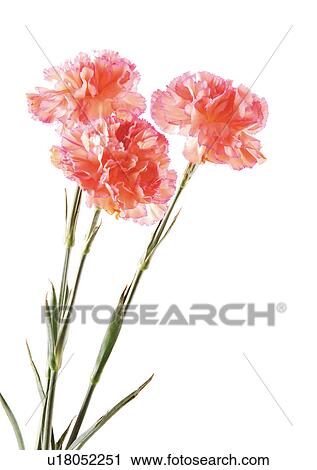 Flowers, Spring, Tulip, Open, Petal, White Background View Large Photo Image Stock Image - Flowers, Spring, Tulip, Open, Petal, White Background. Fotosearch