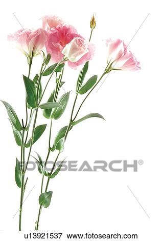 Stock Photo - Flowers, Spring, Tulip, Open, Petal, White Background. Fotosearch
