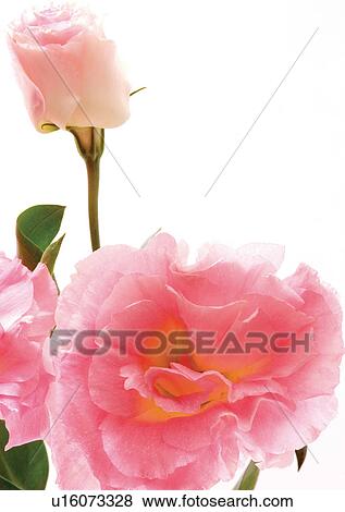 Stock Photo - Flowers, Spring, Tulip, Open, Petal, White Background. Fotosearch