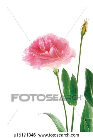 Stock Photograph - Flowers, Spring, Tulip, Open, Petal, White Background. Fotosearch