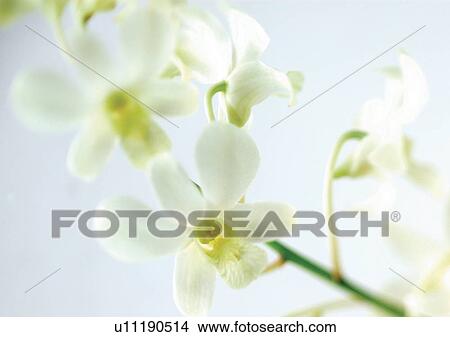 Lily, One Object, White, White Background View Large Photo Image Picture - Lily, One Object, White, White Background. Fotosearch