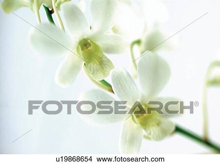 Picture - Lily, One Object, White, White Background. Fotosearch
